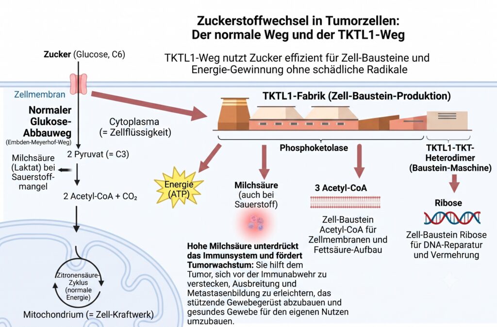 TKTL1-Stoffwechselgrafik
